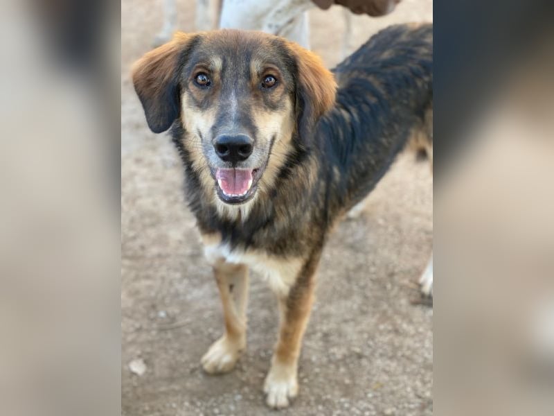 Rudolph, geb. ca. 05/2024, lebt in GRIECHENLAND, auf einer privaten Pflegestelle