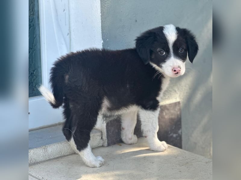 Tinkerbelle, geb. ca. 06/2026, lebt in GRIECHENLAND, im städt. Tierheim Serres