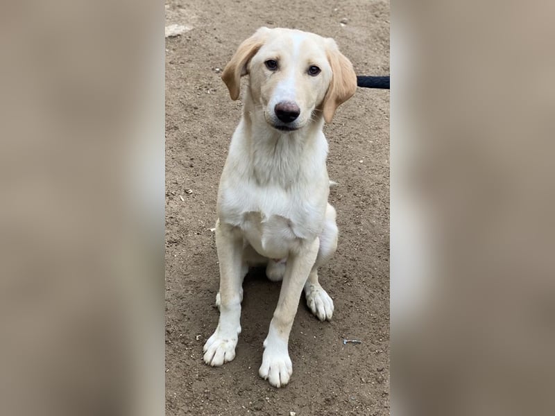 Sheldon, geb. ca. 11/2023, lebt in GRIECHENLAND, im städt. Tierheim Serres