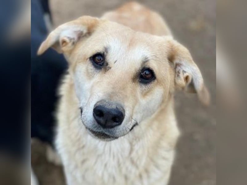 Myanmar, geb. ca. 01/2024, lebt in GRIECHENLAND, auf einer privaten Pflegestelle