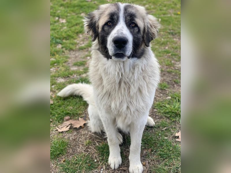 Chef, geb. ca. 07/2025, lebt in GRIECHENLAND, im städt. Tierheim Serres