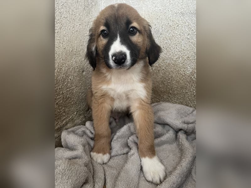 Mirok, geb. ca. 09/2025, lebt in GRIECHENLAND, im städt. Tierheim Serres