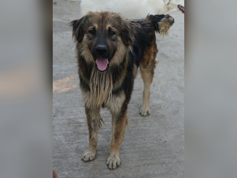 Felix, geb. ca. 03/2024, lebt in GRIECHENLAND, im städt. Tierheim Serres