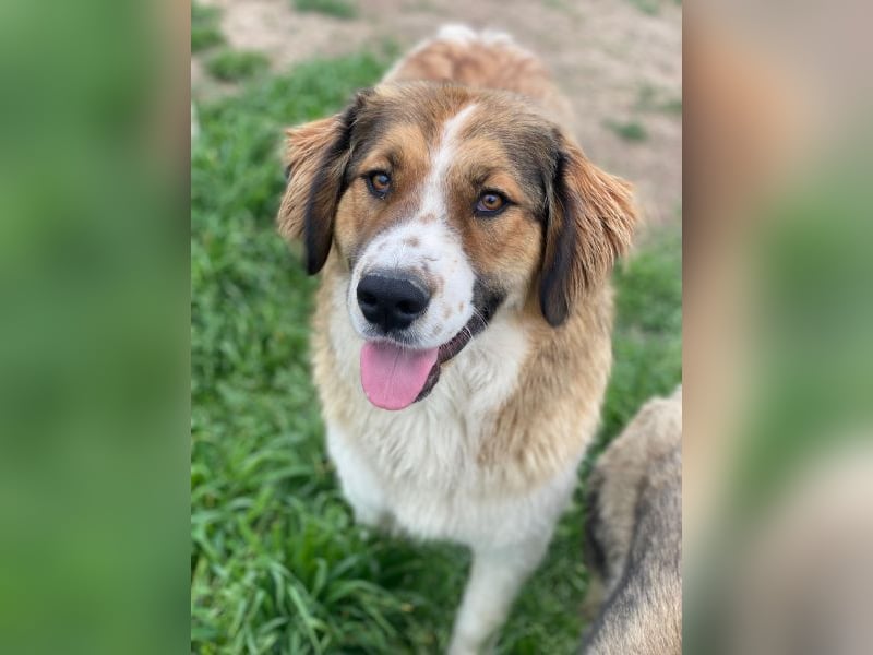 Barkley, geb. ca. 10/2024, lebt in GRIECHENLAND, auf einer privaten Pflegestelle