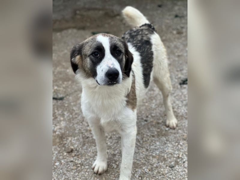 Lexya, geb. ca. 02/2025, lebt in GRIECHENLAND, im städtischen Tierheim