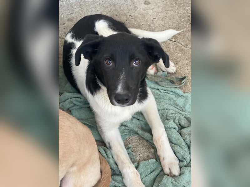 Cap, geb. ca. 06/2024, lebt in GRIECHENLAND, im städt. Tierheim Serres