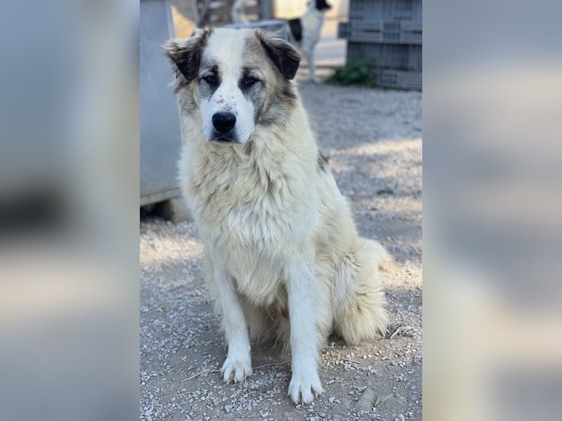 Wesley, geb. ca. 11/2022, lebt in GRIECHENLAND, im städt. Tierheim Serres