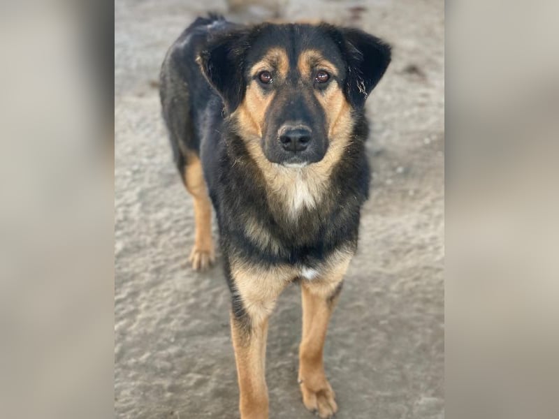 Glinda, geb. ca. 07/2025, lebt in GRIECHENLAND, im städt. Tierheim Serres