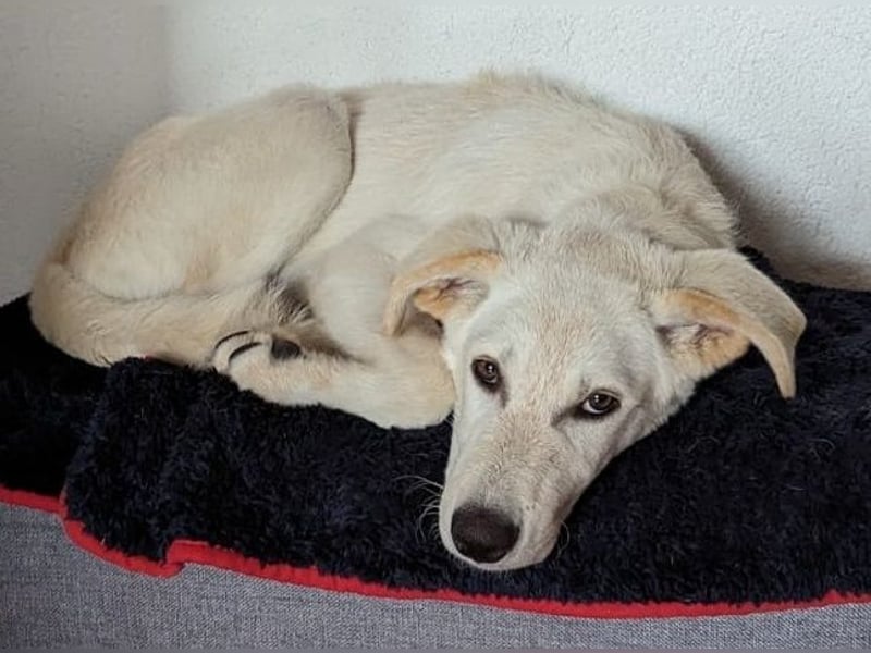 Carlo, lebt auf einer Pflegestelle in 87763 Lautrach, Vermittlungshilfe