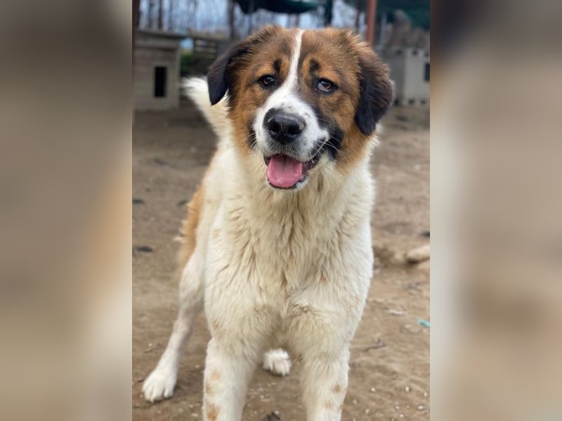 Fiva, geb. ca. 02/2024, lebt in GRIECHENLAND, im städt. Tierheim Serres