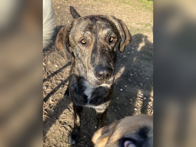 Petri, geb. ca. 04/2024, lebt in GRIECHENLAND, auf einem Gelände, wird notdürftig versorgt