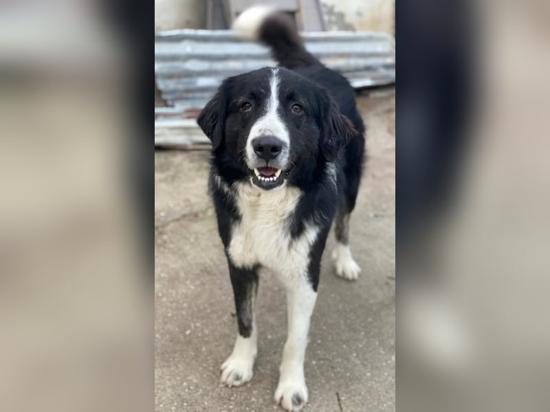 Quentin, geb. ca. 11/2022, lebt in GRIECHENLAND, im städt. Tierheim Serres