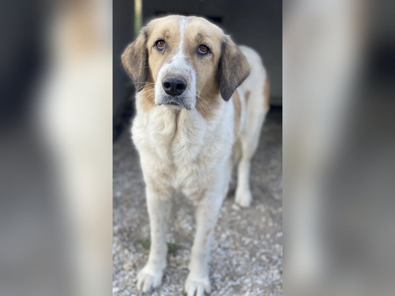 Clementini, geb. ca. 03/2019, lebt in GRIECHENLAND, im städt. Tierheim Serres