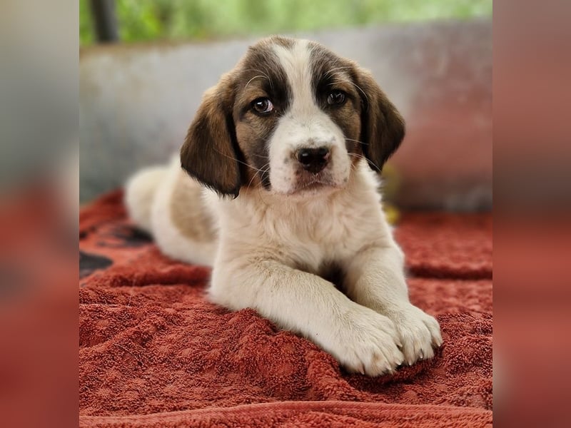 Willa, geb. ca. 01/2024, lebt in GRIECHENLAND, auf einer privaten Pflegestelle