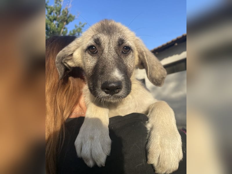 Juju, geb. ca. 02/2024, lebt in GRIECHENLAND, im städt. Tierheim Serres