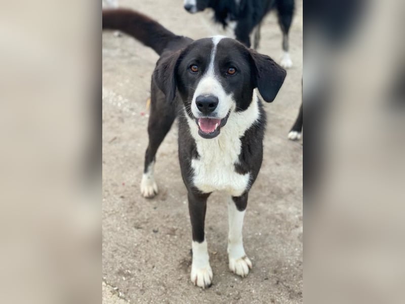 Arielle, geb. ca. 01/2023, lebt in GRIECHENLAND, im städt. Tierheim Serres