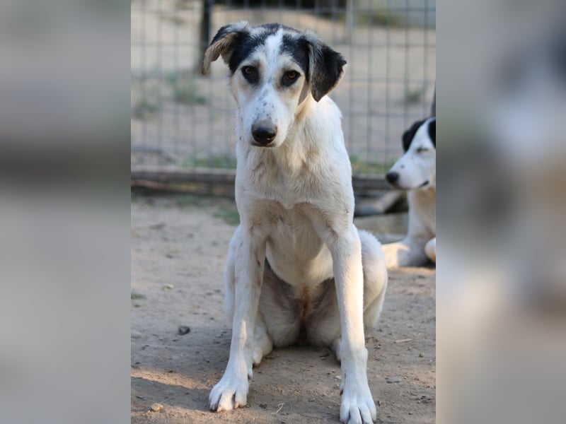 Mona, geb. ca. 01/2024, lebt in GRIECHENLAND, auf einer privaten Pflegestelle