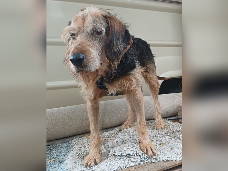 Yasko, geb. ca. 11/2022, lebt auf einer Pflegestelle in 44649 Herne