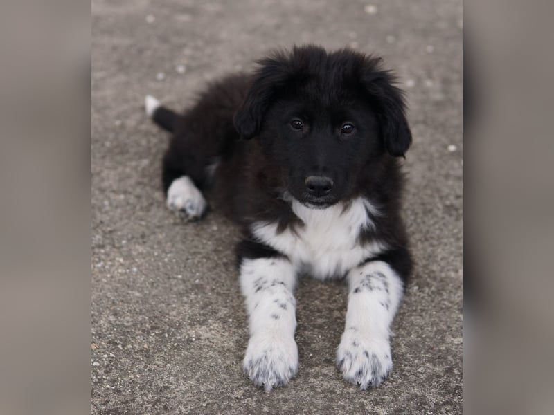 Baron, geb. ca. 12/2023, lebt in GRIECHENLAND, auf einem Gelände, Hunde werden notdürftig versorgt