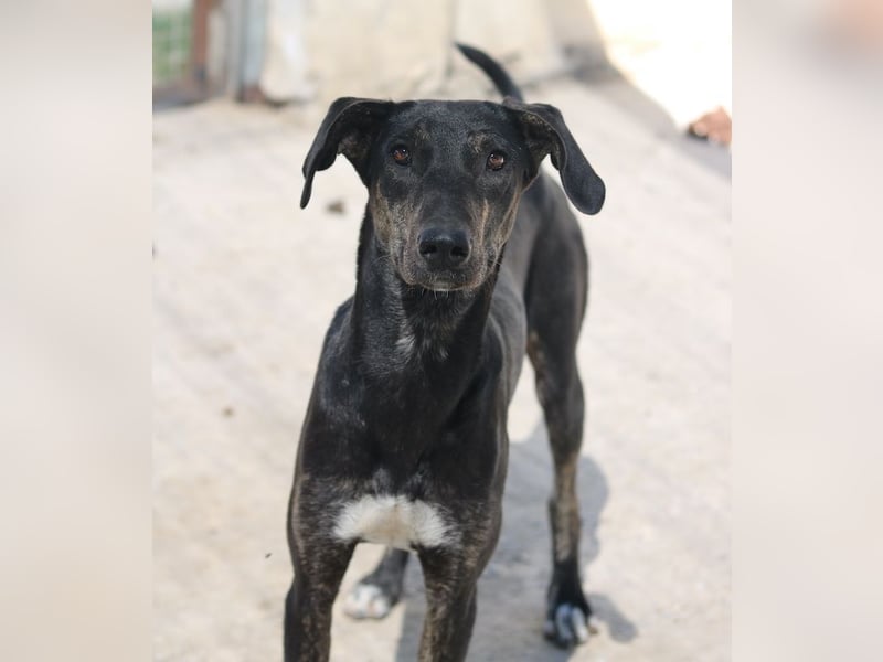 Nyota, geb. ca. 09/2023, lebt in GRIECHENLAND, auf einer privaten Pflegestelle