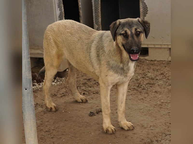 Liam, geb. ca. 09/2022, lebt in GRIECHENLAND, im städt. Tierheim Serres