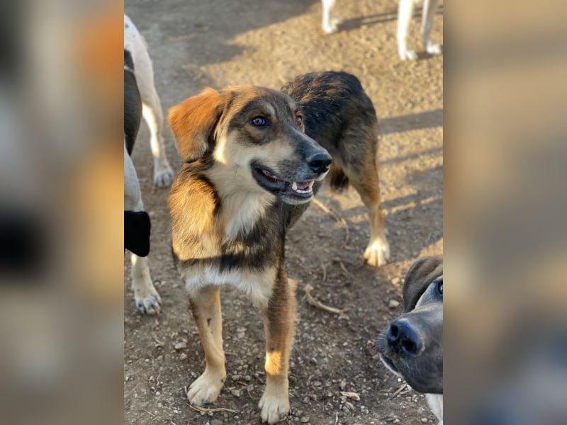 Rudolph, geb. ca. 05/2024, lebt in GRIECHENLAND, auf einer privaten Pflegestelle