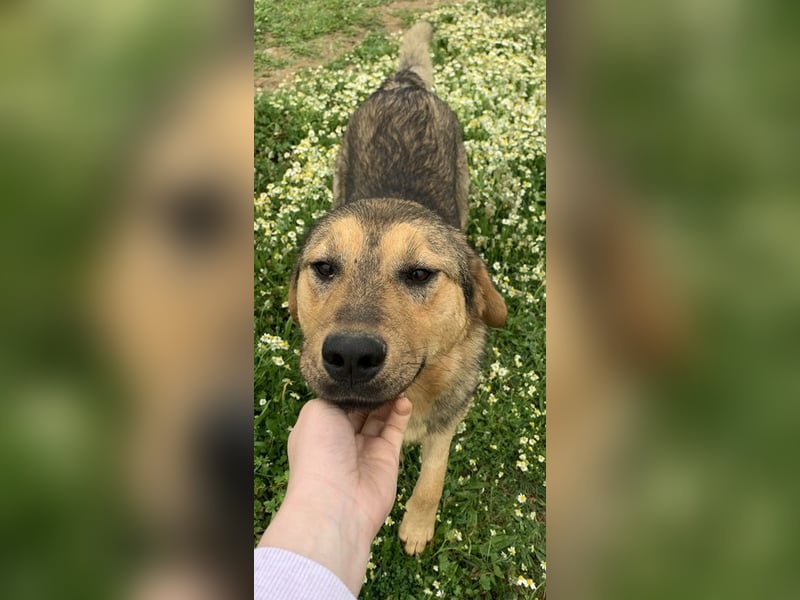 Bruno, geb. ca. 05/2020, lebt in GRIECHENLAND, auf einer privaten Pflegestelle