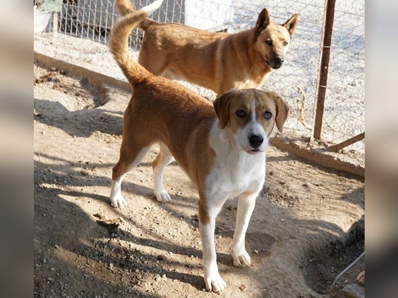 Palia, geb. ca. 09/2024, lebt in GRIECHENLAND, im städt. Tierheim Serres