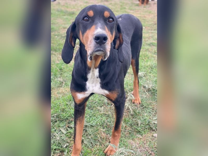 Joker, geb. ca. 11/2021, lebt in GRIECHENLAND, im städt. Tierheim Serres Joker, geb. ca. 11/2021, lebt in GRIECHENLAND, im städt. Tierheim Serres