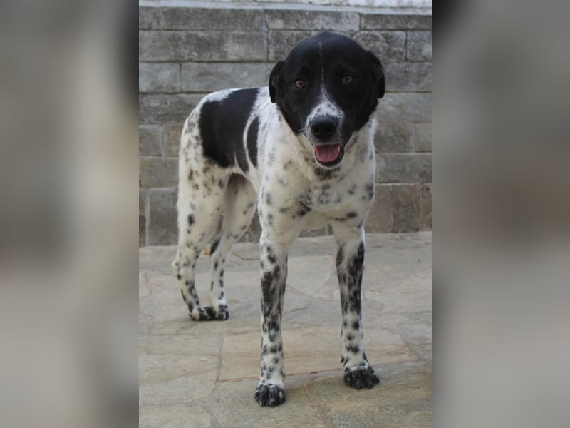 Kimisi, geb. ca. 03/2024, lebt in GRIECHENLAND, auf einer privaten Pflegestelle