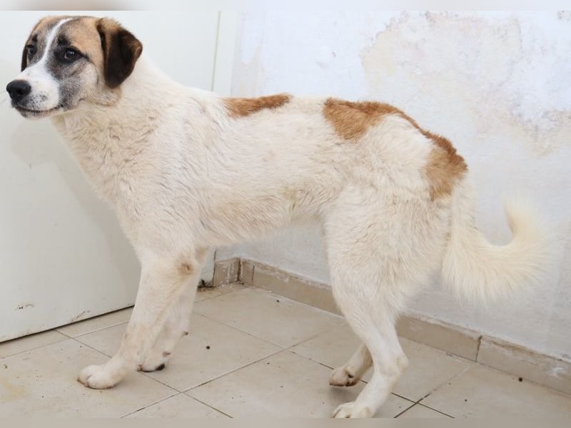 Taro, geb. ca. 08/2018, lebt in GRIECHENLAND, im städt. Tierheim Serres