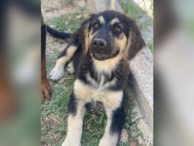 Quana, geb. ca. 02/2025, lebt in GRIECHENLAND, auf einer privaten Pflegestelle