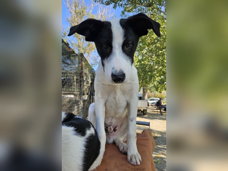 Capper, geb. ca. 06/2024, lebt in GRIECHENLAND, im städt. Tierheim Serres