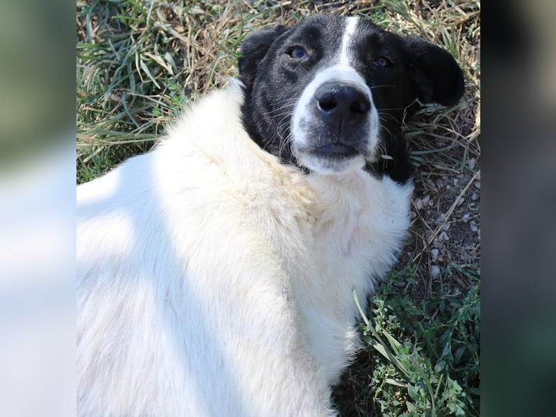 Rubin, geb. ca. 03/2019, lebt in GRIECHENLAND, im städt. Tierheim Serres