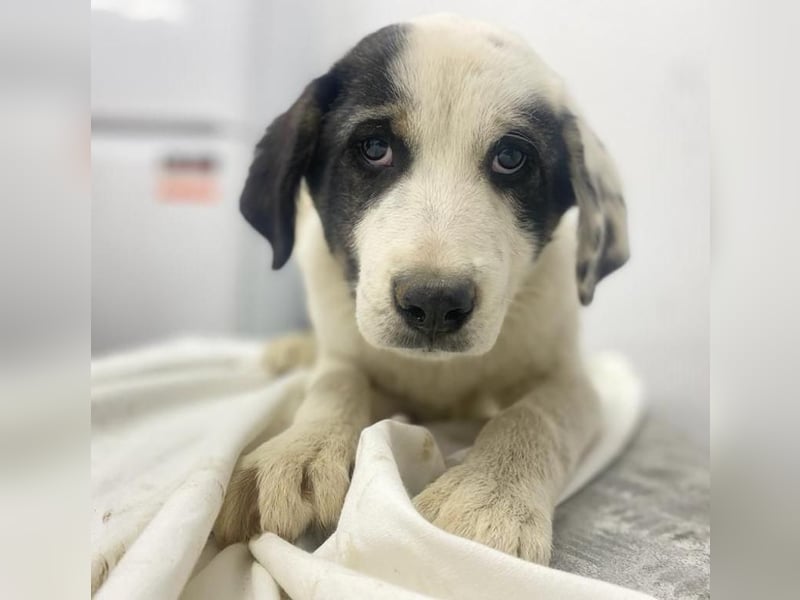 Sunshine, geb. ca. 11/2022, lebt in GRIECHENLAND, im städt. Tierheim Serres