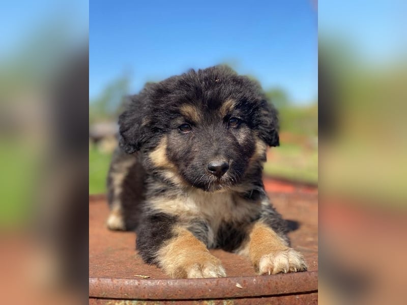 Sirius Black, geb. ca. 12/2023, lebt in GRIECHENLAND, im städt. Tierheim Serres