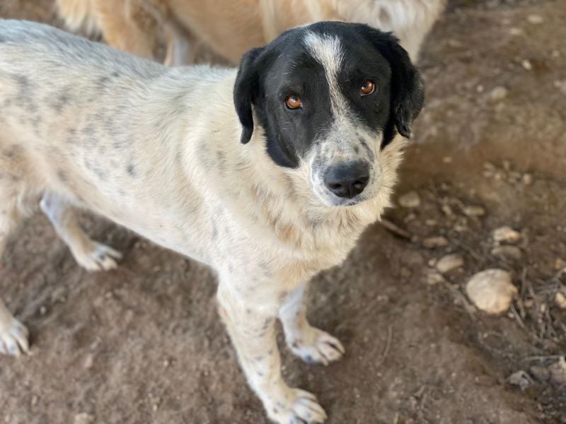 Valentino, geb. ca. 05/2021, lebt in GRIECHENLAND, im städt. Tierheim Serres