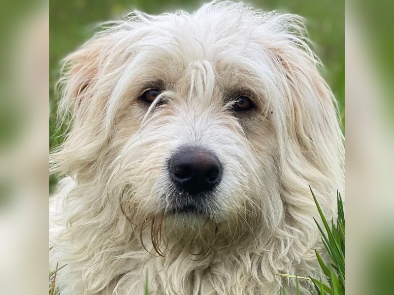 Wuschel, geb. ca. 09/2024, lebt in GRIECHENLAND, im städt. Tierheim Serres