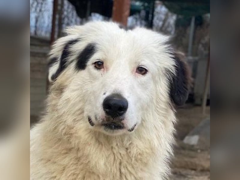 Namika, geb. ca. 02/2024, lebt in GRIECHENLAND, im städt. Tierheim Serres