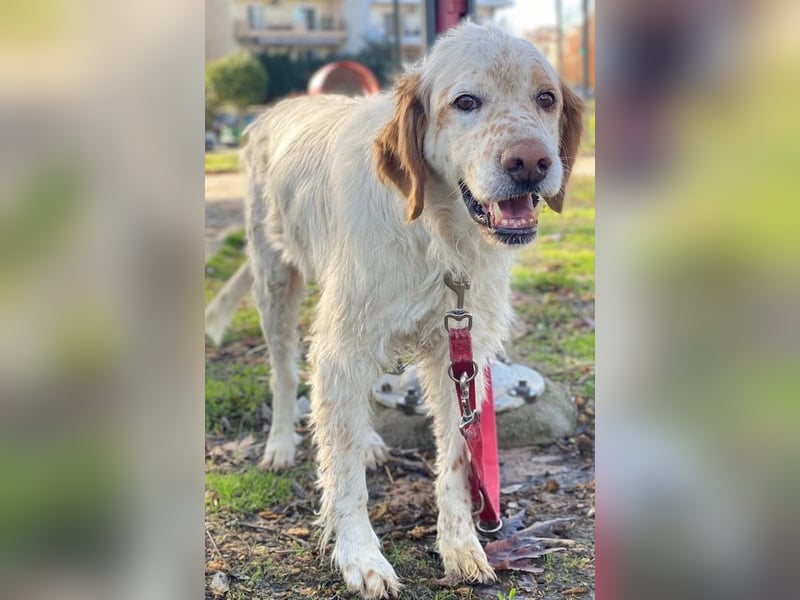 Mael, geb. ca. 01/2021, lebt in GRIECHENLAND, auf einer privaten Pflegestelle