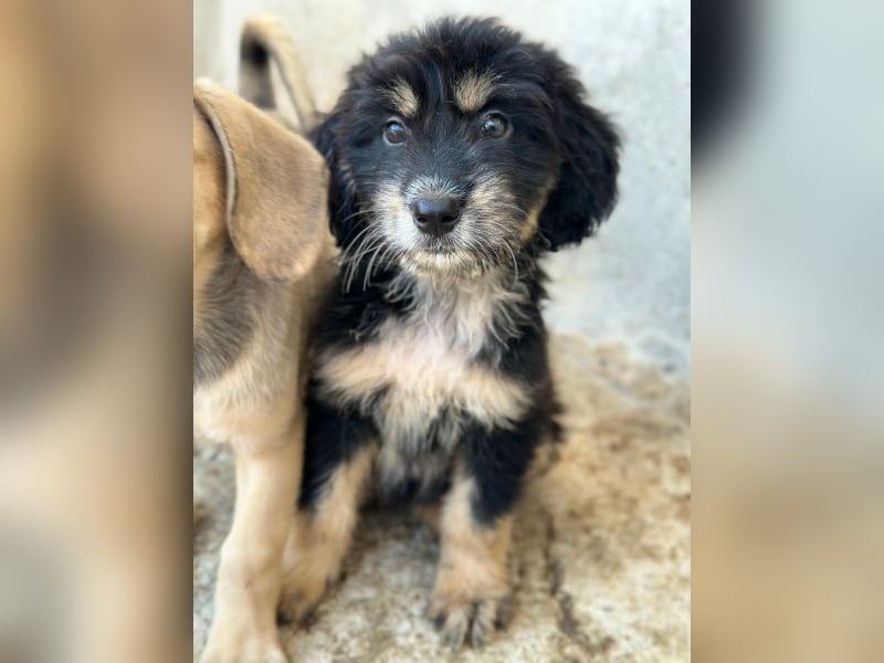 Ginger, geb. ca. 05/2026, lebt in GRIECHENLAND, im städt. Tierheim Serres
