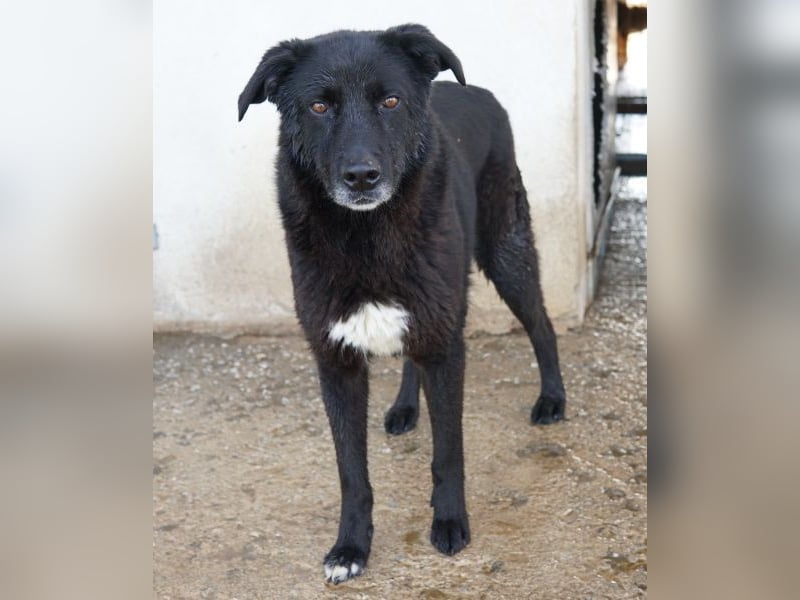 Acero, geb. ca. 01/2019, lebt in GRIECHENLAND, im städt. Tierheim Serres