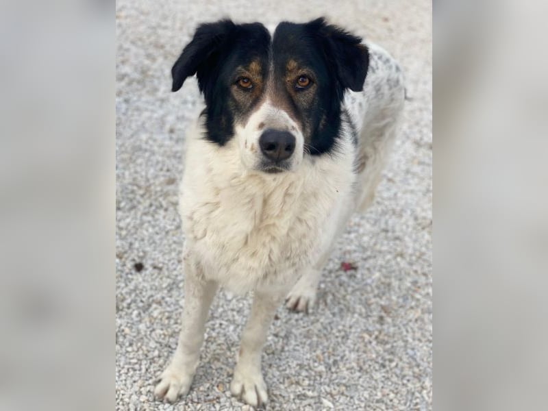 Xalia, geb. ca. 03/2018, lebt in GRIECHENLAND, im städt. Tierheim Serres