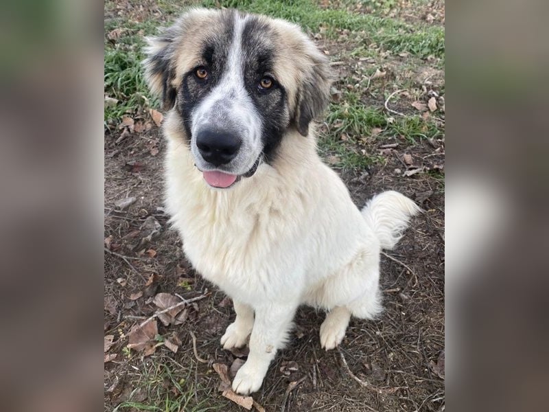 Chef, geb. ca. 07/2025, lebt in GRIECHENLAND, im städt. Tierheim Serres