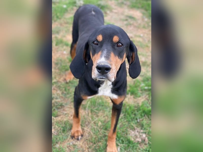 Joker, geb. ca. 11/2021, lebt in GRIECHENLAND, im städt. Tierheim Serres Joker, geb. ca. 11/2021, lebt in GRIECHENLAND, im städt. Tierheim Serres