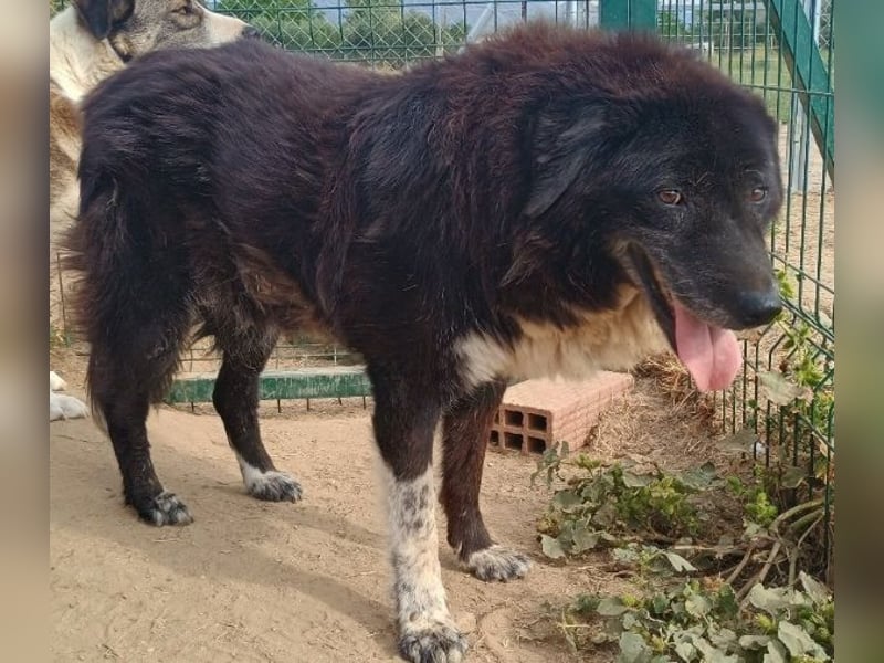 Betty-Boo, geb. ca. 01/2014, lebt in GRIECHENLAND, auf einer privaten Pflegestelle