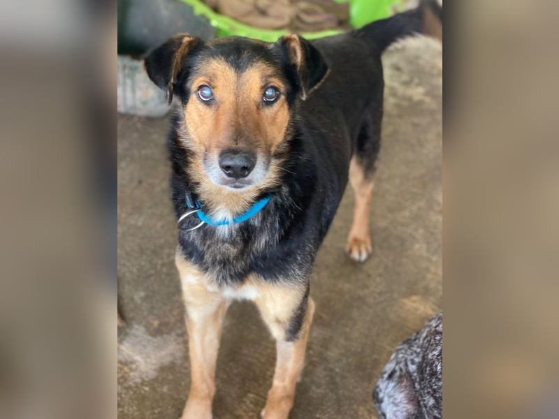 Tizian, geb. ca. 04/2022, lebt in GRIECHENLAND, auf einer privaten Pflegestelle