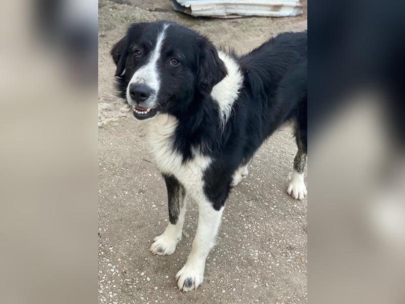 Quentin, geb. ca. 11/2022, lebt in GRIECHENLAND, im städt. Tierheim Serres