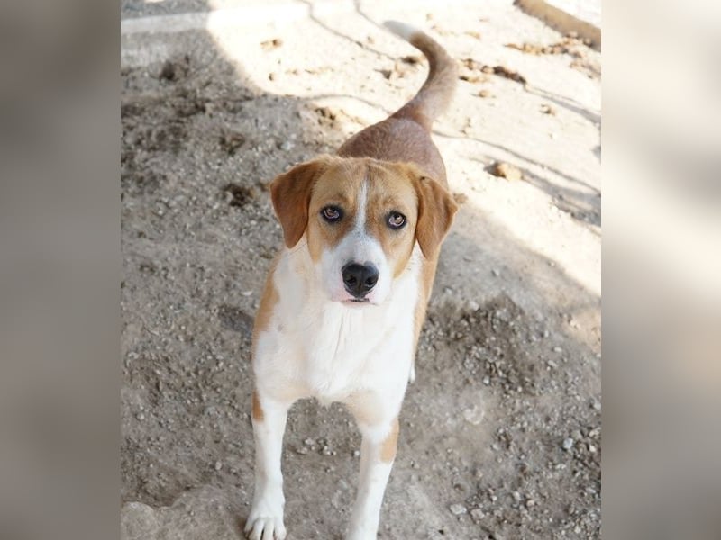 Palia, geb. ca. 09/2024, lebt in GRIECHENLAND, im städt. Tierheim Serres