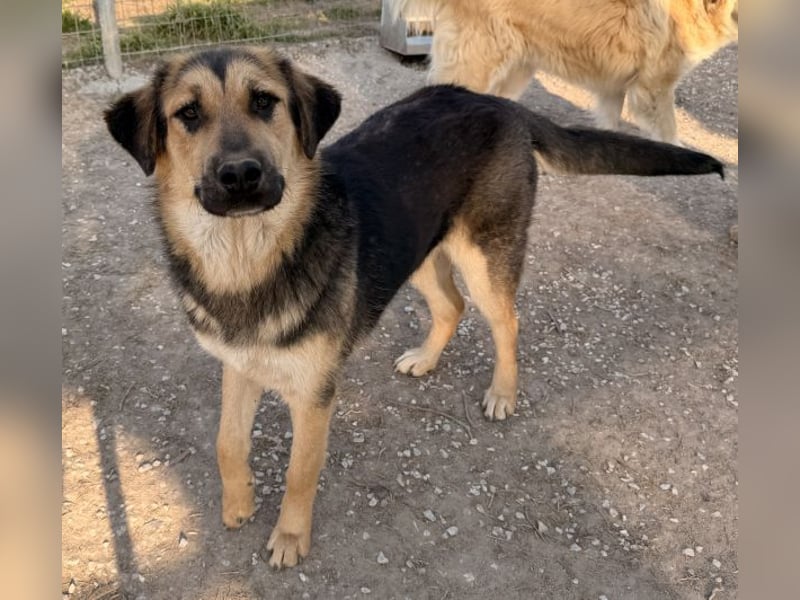 Elphaba, geb. ca. 07/2025, lebt in GRIECHENLAND, im städt. Tierheim Serres